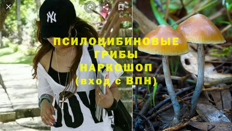 Псилоцибиновые грибы Psilocybine cubensis  купить   площадка клад  Кохма 